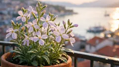 Noćno mirisna alhelija: mirisna zamjena za jasmin koja uspijeva na balkonu