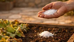 Sol u vrtu: kada pomaže, a kada uništava tlo