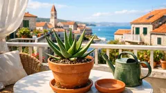 Kako pravilno zalijevati aloe veru da listovi ostanu čvrsti i zeleni