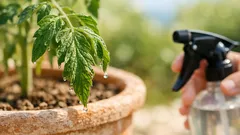 Novi sprej za rajčice u suši: može li iCB pomoći da biljka dulje izdrži bez vode